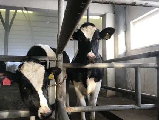 30 новых молочных ферм планируют открыть в Удмуртии в 2020 году