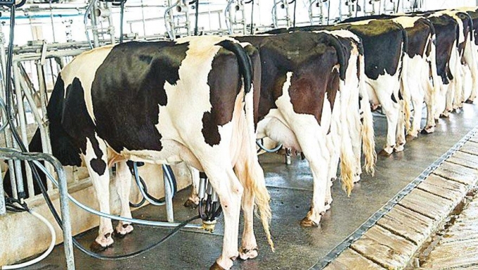 10 лучших хозяйств Удмуртии дополнительно надоили 16,3 тыс. т молока