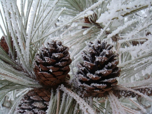 Похолодание до -13°С ожидается в Удмуртии в ночь на 24 января