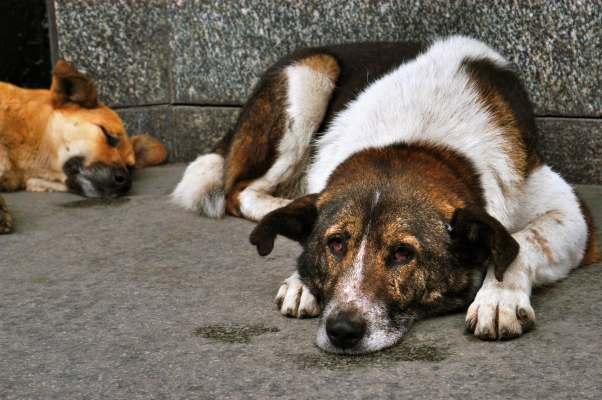 Ветеринары Удмуртии предлагают штрафовать собаководов, которые отпускают питомцев на самовыгул