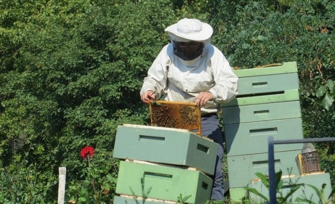 В некоторых районах Удмуртии вновь зафиксировали гибель пчел