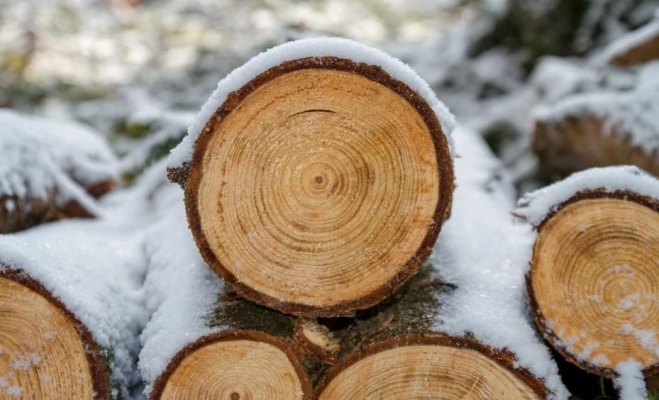 62 млн рублей составил ущерб от незаконной рубки леса в Удмуртии в 2020 году