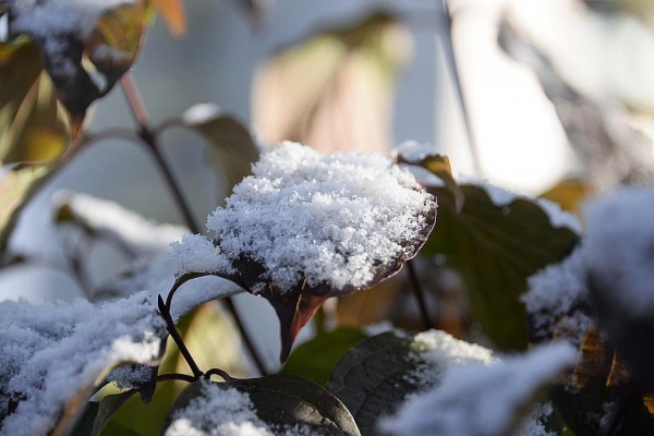 Снег с дождем ожидаются в Удмуртии в ближайшие дни