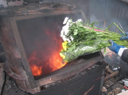 Более 700 зараженных трипсом хризантем из Нидерландов сожгли в Удмуртии