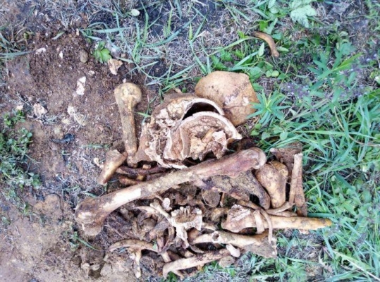 Человеческие кости обнаружили во время земляных работ в Сарапуле