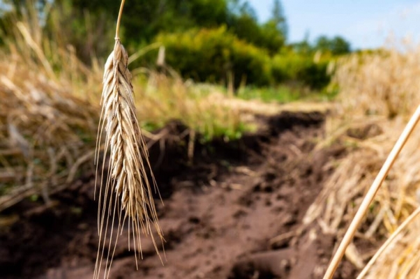 7 районов Удмуртии до сих пор не приступили к уборке зерновых