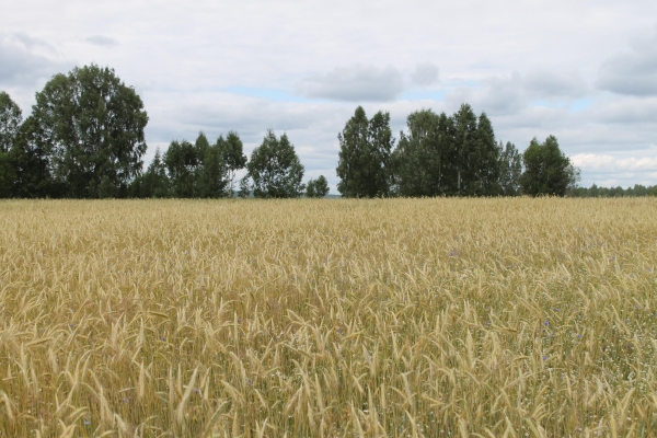 Почти 500 тысяч гектаров сельхозземель оцифровали в Удмуртии
