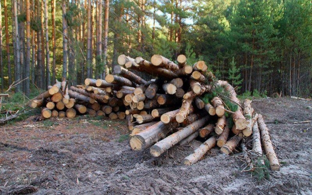 Бригадира сельхозпредприятия в Удмуртии осудили за незаконную рубку леса