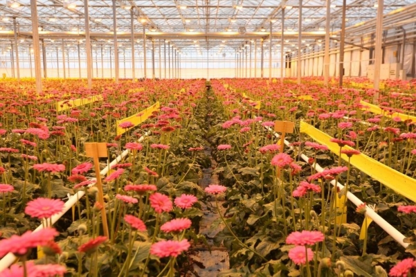 Производство по выращиванию до 14 млн роз в год появится в Удмуртии