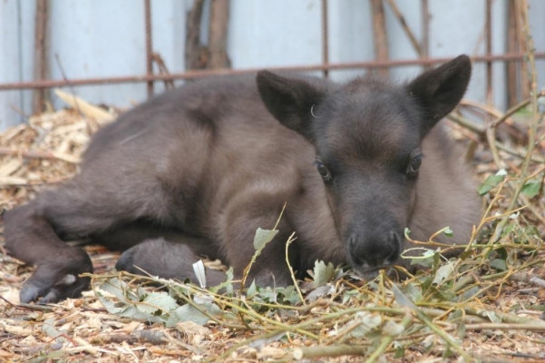 Молодой северный олень погиб в зоопарке Удмуртии по вине посетителей
