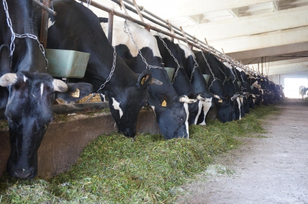 Молочная отрасль Удмуртии за первое полугодие приросла на 6%