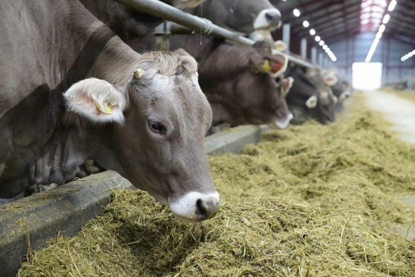 Количество высокопродуктивных коров в Удмуртии выросло на 244%