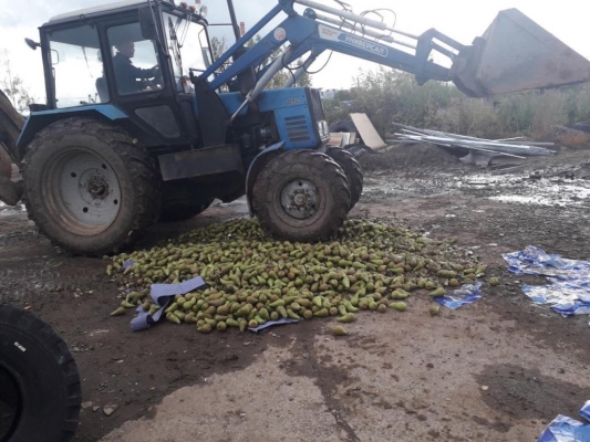 Почти 800 кг санкционных груш уничтожили в Ижевске под колесами трактора