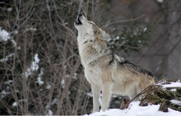 В Глазовском районе Удмуртии опровергли слухи о нашествии волчьей стаи