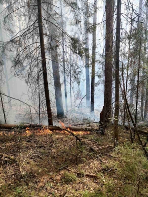 Природный пожар ликвидировали в Шарканском районе Удмуртии