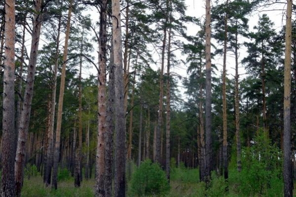 Ижевчан просят поделиться идеями по благоустройству леса у ТРК «Столица»