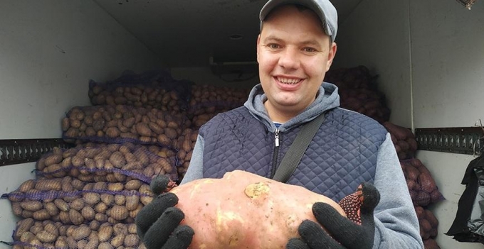 Удмурстат: в 2019 году посадки картофеля в сельхозорганизациях республики сократились в 4 раза
