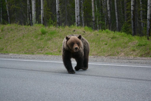Медведь разоряет ульи и выходит на дорогу в Глазовском районе
