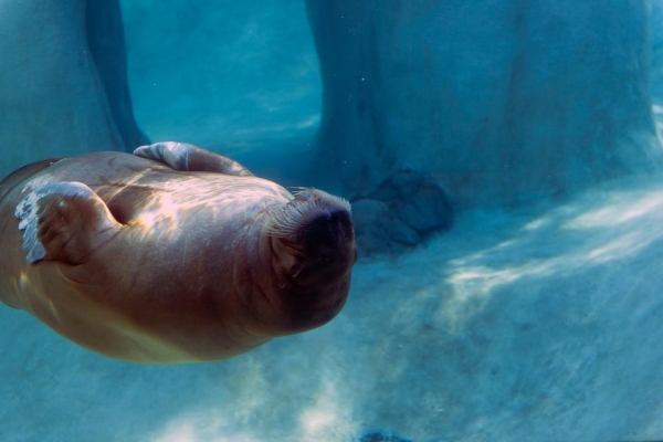 В зоопарке Удмуртии прокомментировали гибель моржихи Несейки