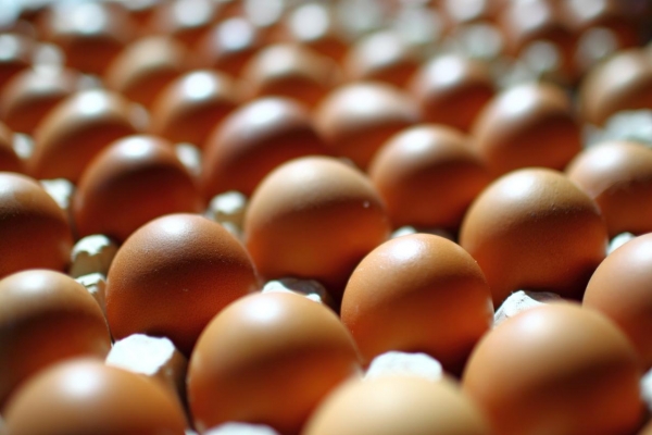 Производство яиц в Удмуртии превысило 1 млрд штук 