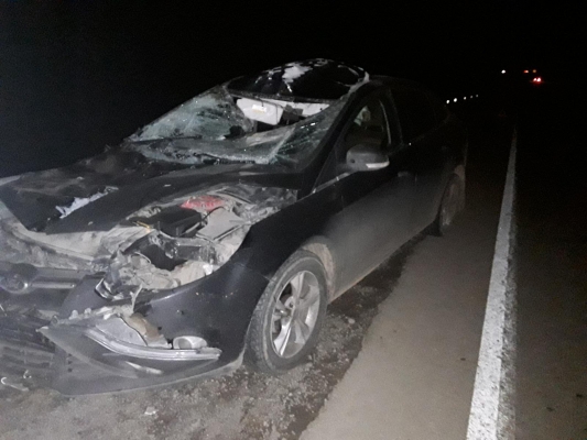 Водителя госпитализировали с травмами после наезда на лося на трассе «Ижевск-Сарапул»