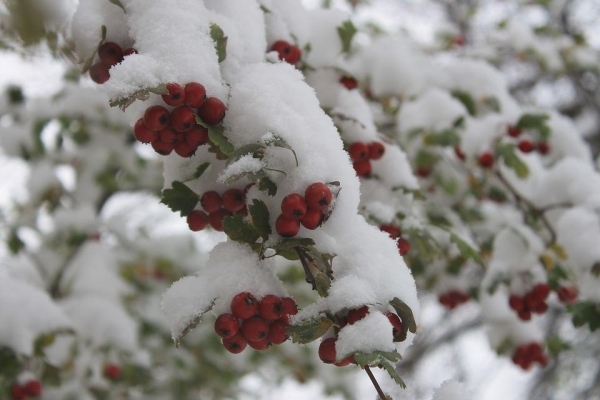 Сильные снегопады прогнозируют в Удмуртии 19 декабря