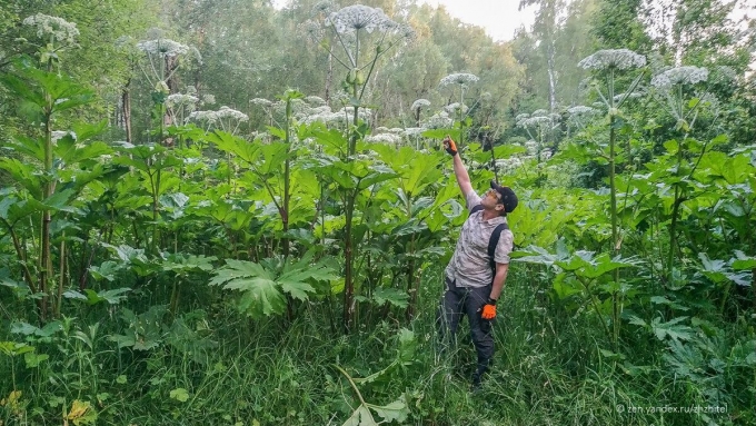 Территорию в 250 гектаров очистят в этом году от борщевика в Удмуртии