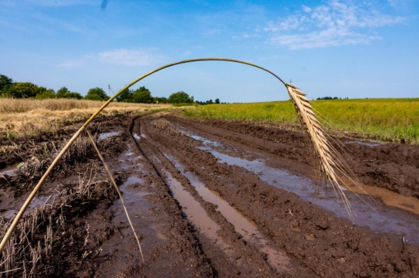 Площадь гибели сельхозкультур из-за дождей в Удмуртии превысила 24 тыс. гектаров