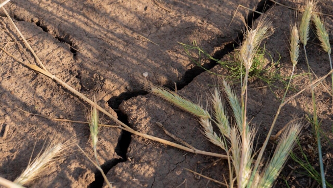 Ущерб от гибели сельхозкультур в Удмуртии из-за засухи превысил 2,5 млрд рублей