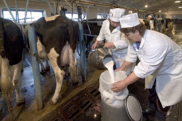 Аграрии Удмуртии вышли на ежесуточное производство более 3,5 тыс. тонн молока