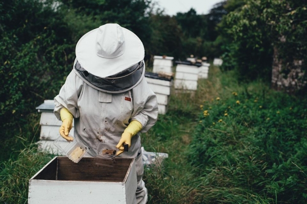 Пчеловодов Удмуртии может разорить липовая моль