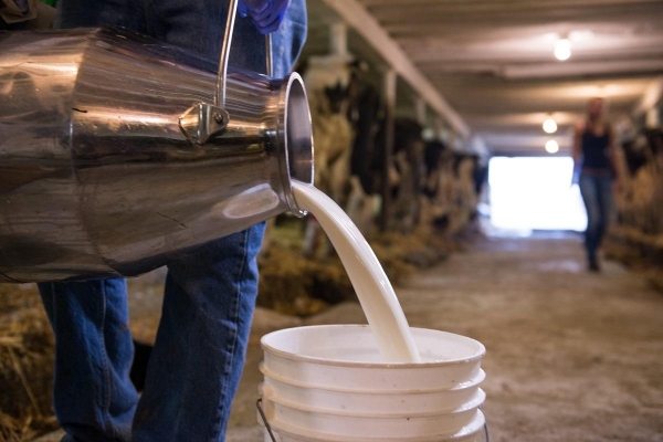 На 8,8% с начала года увеличились валовые надои молока в Удмуртии