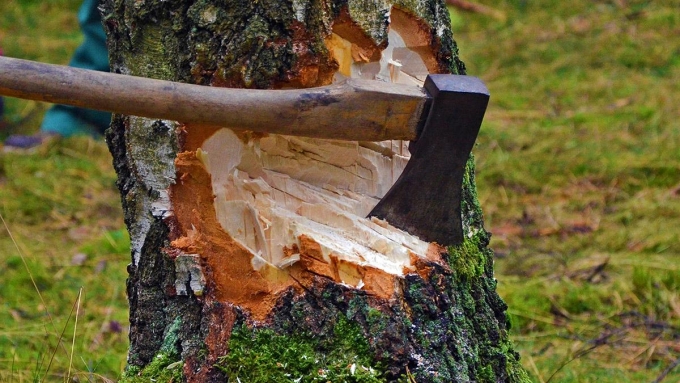Мужчина погиб при рубке деревьев в Удмуртии