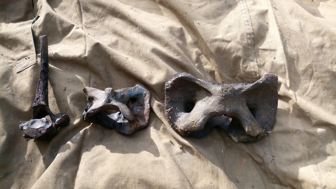 Школьники нашли в Удмуртии кости древних животных