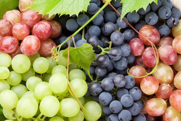 Есть повод: 22 сентября – День винограда