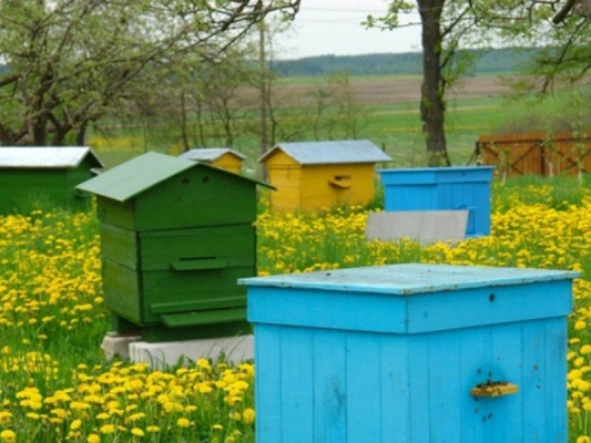 Информационный сервис для спасения пчел запустили в Удмуртии
