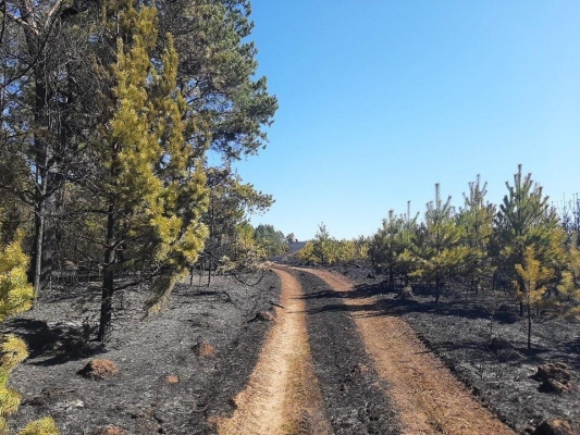 4 лесных пожара произошло в Удмуртии в минувшие выходные