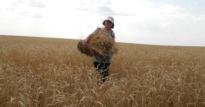 Из-за засухи урожайность зерна в Удмуртии составляет 58% от показателя прошлого года 