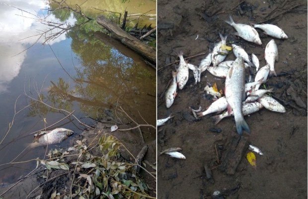 В Удмуртии устанавливают причины массового мора рыбы на реке Иж
