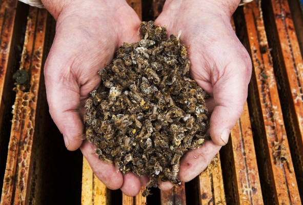 Массовая гибель пчел произошла в Сарапульском районе Удмуртии