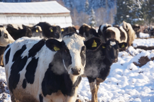 Производство молока в Удмуртии в 2020 году увеличилось на 5,4%