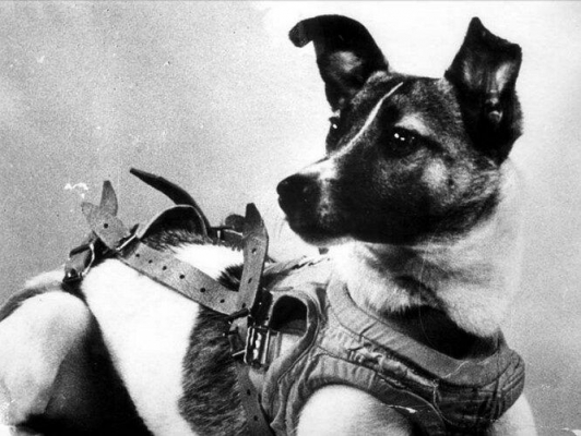 Есть повод: Первая собака в космосе