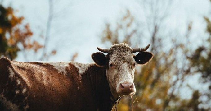 В Кезском районе Удмуртии обнаружили очаг заразного заболевания скота