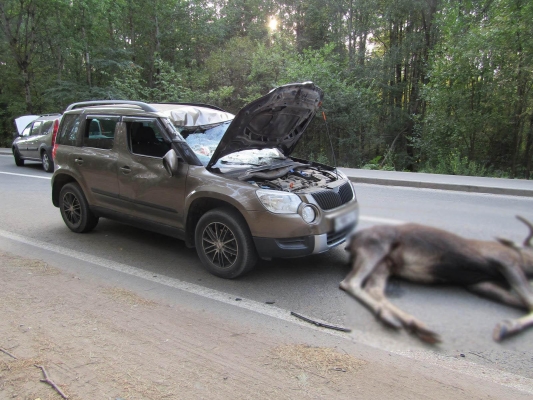 В Ижевске два автомобиля и два человека пострадали в столкновении с лосем