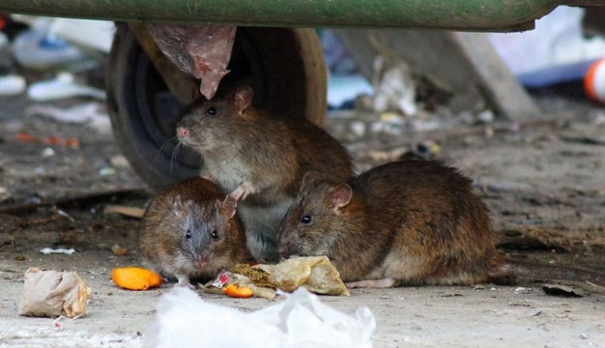 ТСЖ в Ижевске могут оштрафовать за скопление крыс у мусорных баков