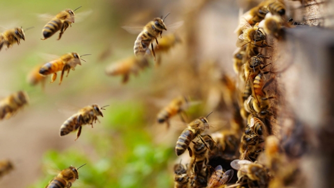 В Удмуртии за 5 лет сократилась численность пчелосемей на 12%