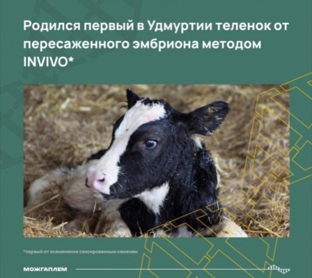 В СПК-колхоз Заря Можгинского района Удмуртии родилась первая тёлочка, полученная от пересадки  замороженного эмбриона