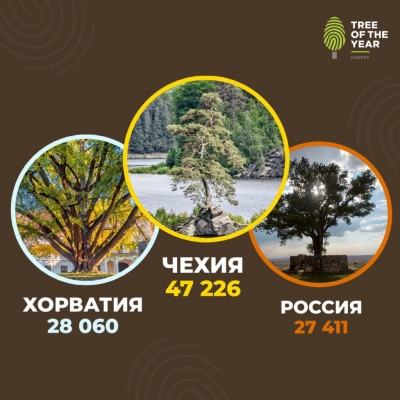 Российский тополь занял третье место на конкурсе лучших деревьев Европы 