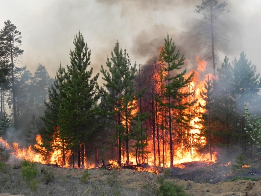 С 19 апреля в лесах Удмуртии начинается пожароопасный сезон 