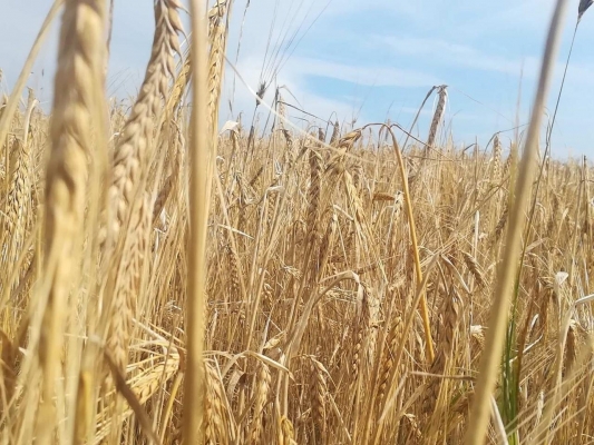 Минсельхоз Удмуртии призвал сельхозпредприятия не вывозить свежее зерно в другие регионы из-за дефицита